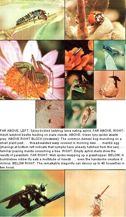 051-084-01-lady-bug_01