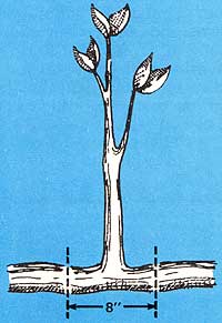 051-114-01-fruit-tree